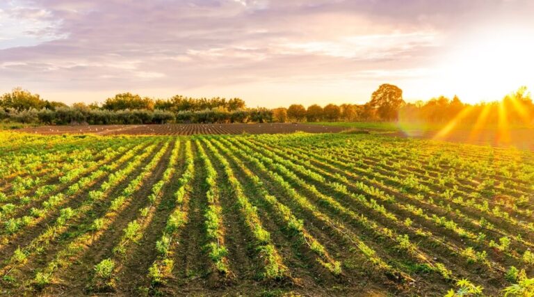 Rows of crops on farmland