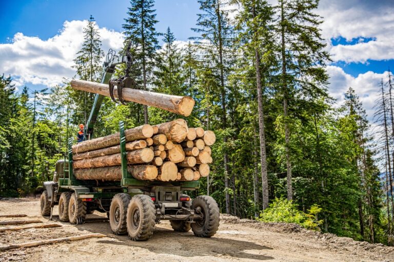Large vehicle carrying cut down trees in forestry industry